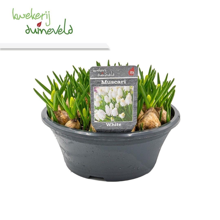 <h4>Muscari  'Casablanca'</h4>