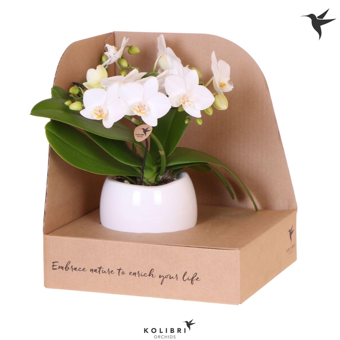 <h4>Kolibri Orchids Phalaenopsis Halo white in Bowl pot in showbox</h4>