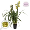 Cymbidium groen 3 tak