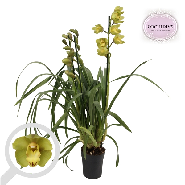 <h4>Cymbidium groen 3-4 tak</h4>