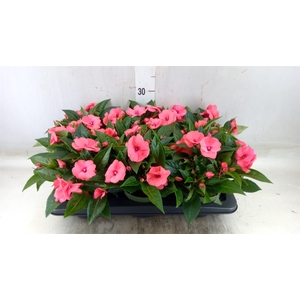 Impatiens NG 'Tamarinda Salmon'