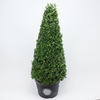 Ilex crenata 'Dark Green' cone 80-90cm