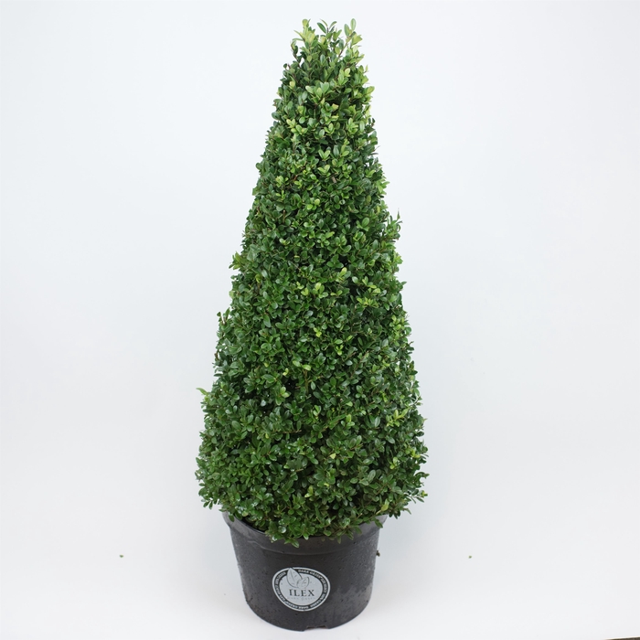 Ilex crenata 'Dark Green' cone 80-90cm
