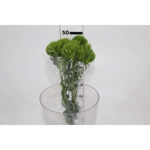 DIANTHUS GREEN BALL 050 CM