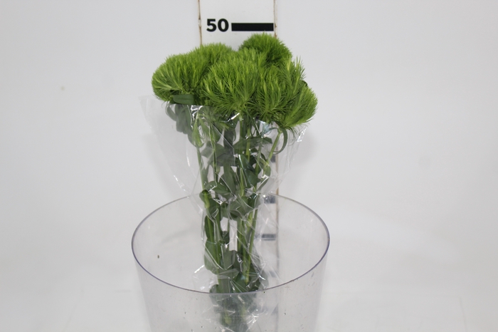 <h4>DIANTHUS GREEN BALL 050 CM</h4>