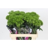 Dianthus Br Kiwi Mellow