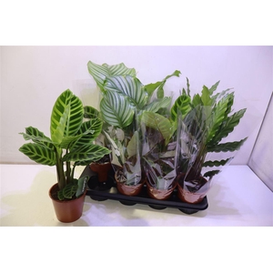 arr8 Calat Gem 3 Srt