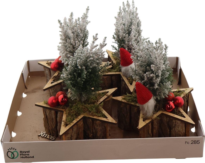 <h4>Cham Law Ellwoodii Hout Ster + Sneeuw</h4>