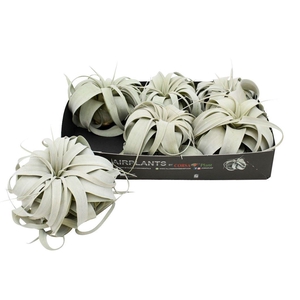 Tillandsia xerographica