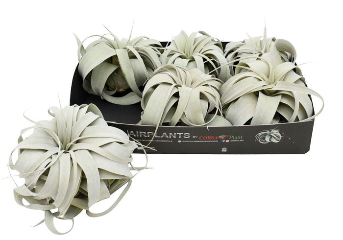 <h4>Tillandsia xerographica</h4>