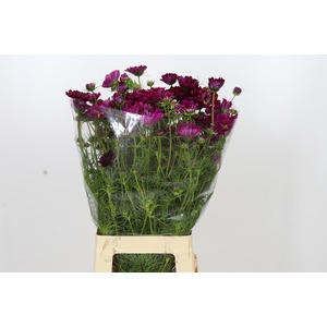Cosmos Double Purple