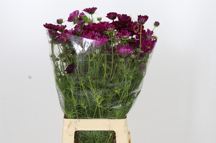 <h4>Cosmos Double Purple</h4>
