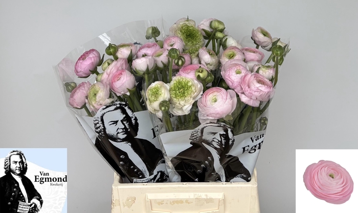 <h4>RAN SU HANOI</h4>