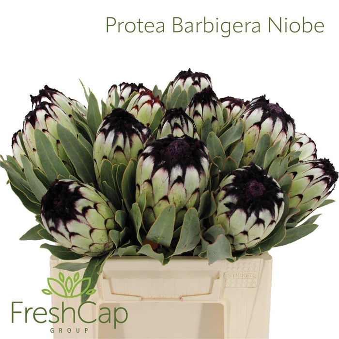 <h4>Protea Barbigera Niobe</h4>