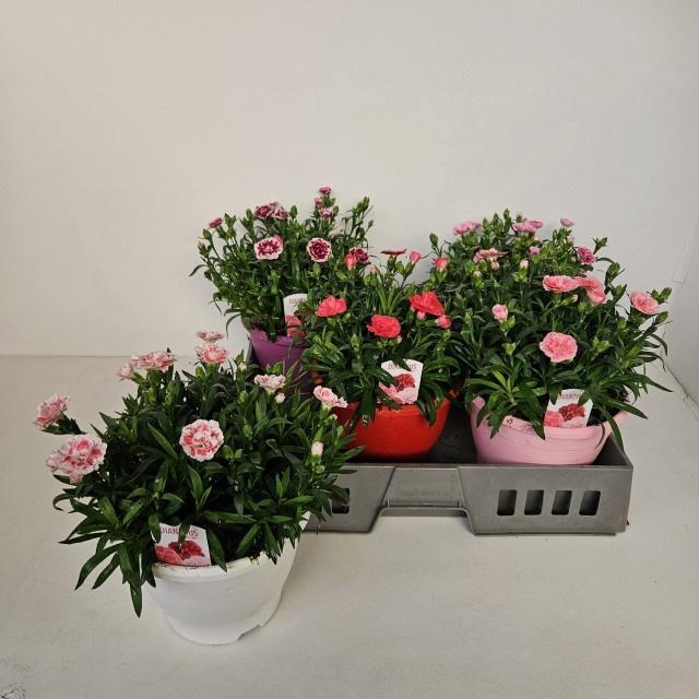 <h4>DIAN OSC GEM</h4>