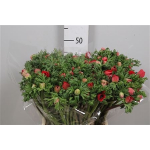 Anem Co Meron Red