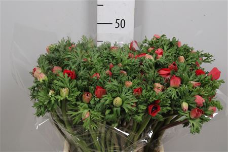 <h4>Anem Co Meron Red</h4>