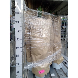 Euphorbia acrurensis