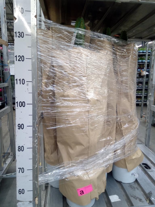 <h4>Euphorbia acrurensis</h4>