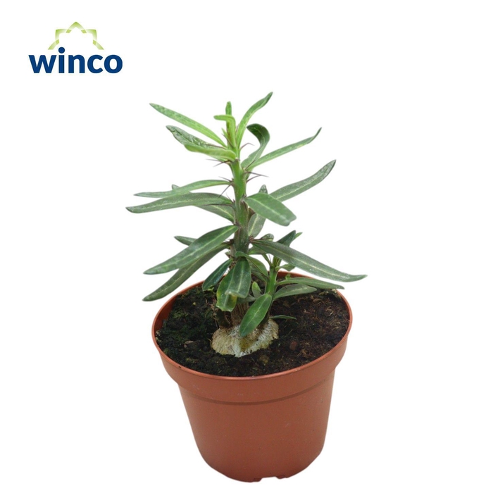 <h4>Pachypodium Succulentum</h4>