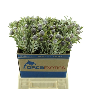 Leucadendron Pubescens