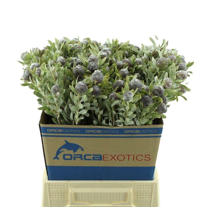 <h4>Leucadendron Pubescens</h4>