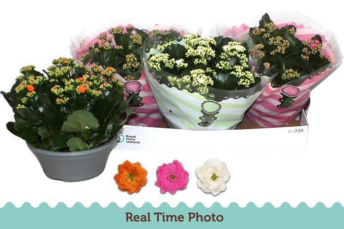 <h4>KAL GE GEM 3 KL</h4>