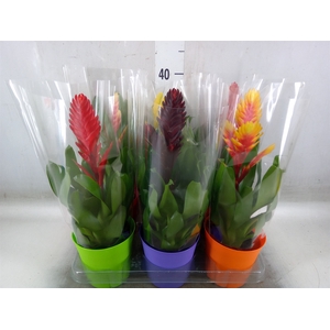 Vriesea   ...mix 6