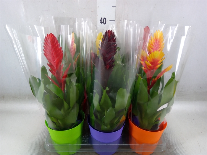 <h4>Vriesea   ...mix 6</h4>