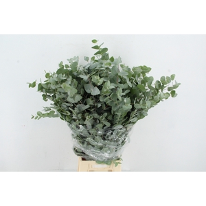 EUC CINEREA 300GR