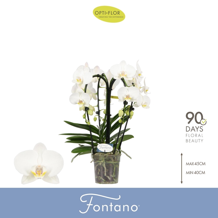 <h4>Fontano Bellagio 4 spike</h4>