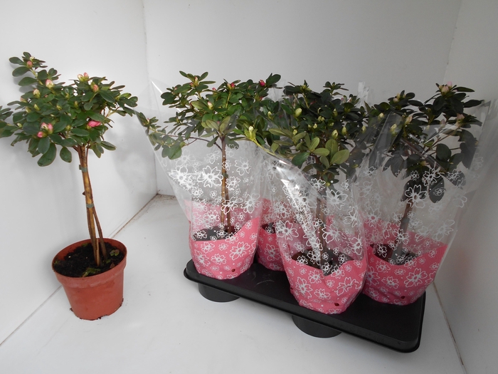 <h4>RHODO SI OV</h4>