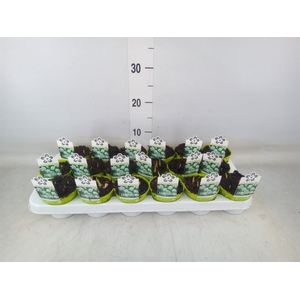 Fritillaria meleagris 'Alba'