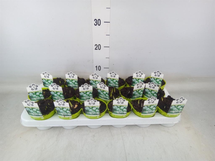 <h4>Fritillaria meleagris 'Alba'</h4>