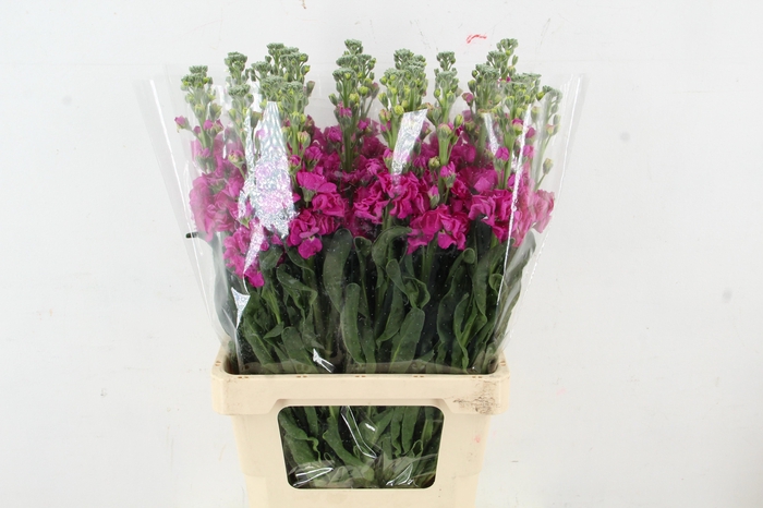 <h4>MATTH IRON PINK</h4>