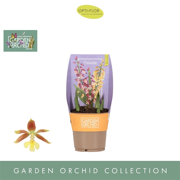 <h4>Garden Orchid Calanthe 5+</h4>