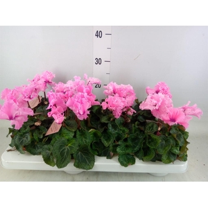 Cyclamen MD 'Merengue'