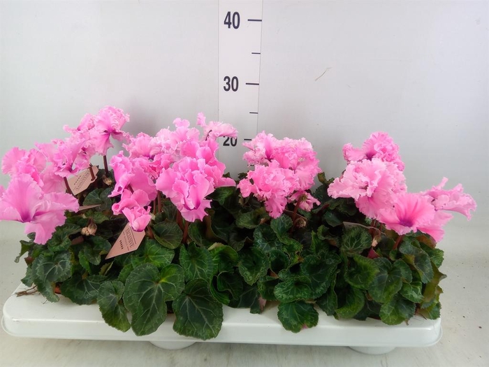 <h4>Cyclamen MD 'Merengue'</h4>