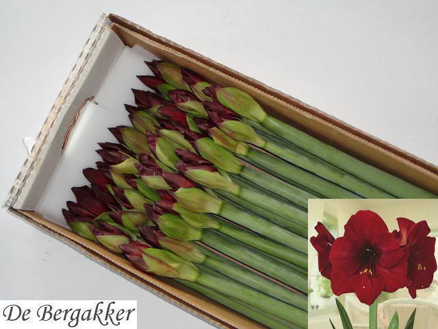 <h4>HIPP GA RED REALITY</h4>