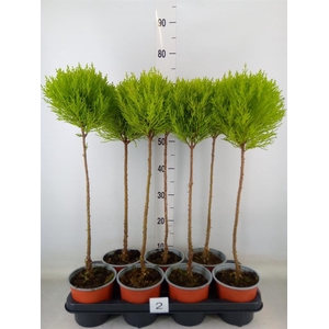 Cupressus macro. 'Goldcrest' .shape