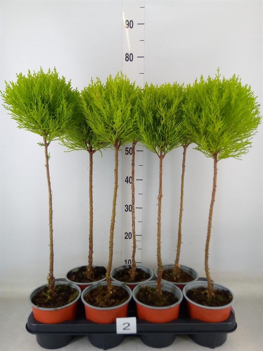 <h4>Cupressus macro. 'Goldcrest' .shape</h4>