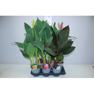 Canna Cannova Gemengd