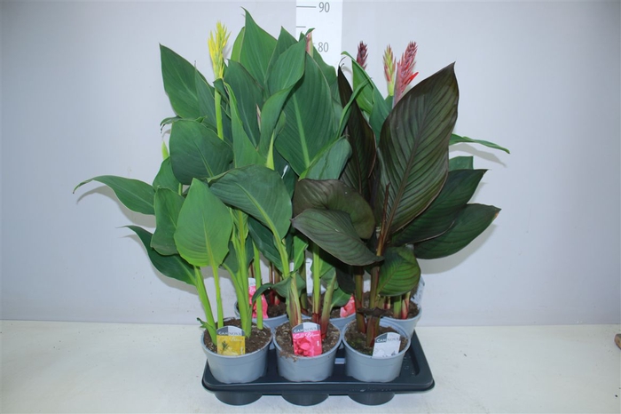 <h4>Canna Cannova Gemengd</h4>