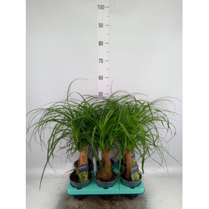 Beaucarnea recurvata