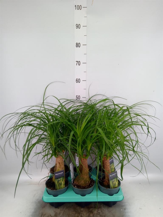 <h4>Beaucarnea recurvata</h4>
