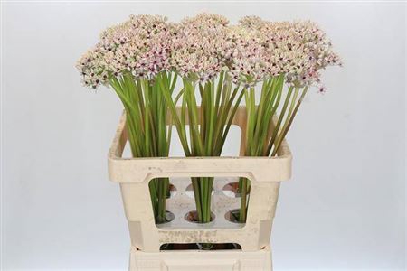 <h4>Allium Silverspring</h4>