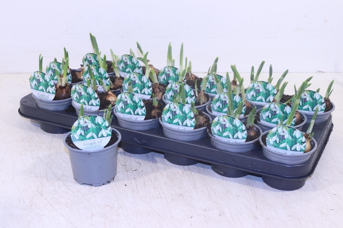 <h4>GALANTHUS NIV IN POT</h4>