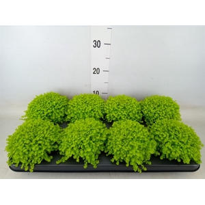 Soleirolia soleirolii 'Aurea'