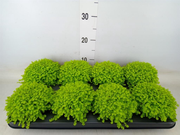 <h4>Soleirolia soleirolii 'Aurea'</h4>