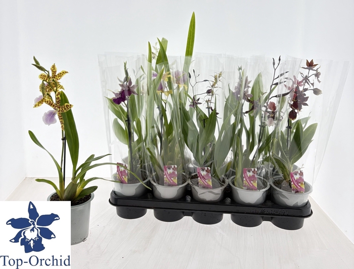 <h4>CAMBRIA GRP GEM</h4>